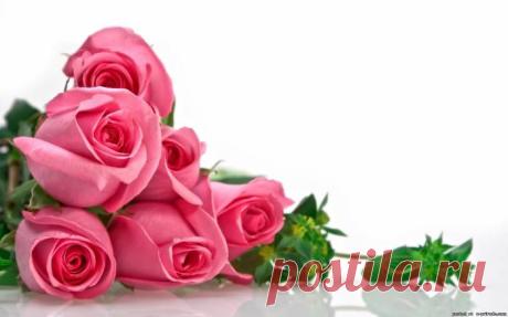 Розовые розы фото - Розы цветы картинки - Фото мир природы