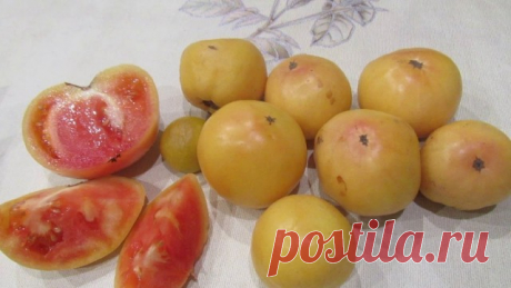 Томат «Лонг Кипер»