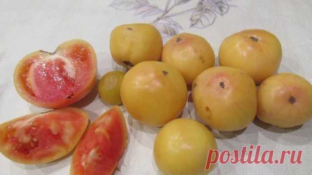 Томат «Лонг Кипер»