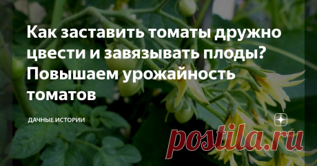 Как заставить томаты дружно цвести и завязывать плоды? Повышаем урожайность томатов Добрый день, дорогие друзья, садоводы и огородники! Приветствую вас в нашем сообществе "Дачные истории". Наверное, где-нибудь в Мексике никто и не задумывается над тем, чтобы заставлять томаты цвести и плодоносить. В их климате они вырастают в гигантские лианы, которые живут несколько лет и постоянно дают плоды. В наших широтах вырастить томаты непросто. Приходится постоянно «танцевать с бу...