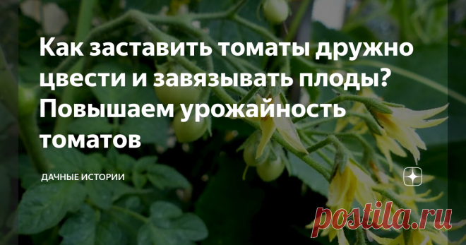 Как заставить томаты дружно цвести и завязывать плоды? Повышаем урожайность томатов Добрый день, дорогие друзья, садоводы и огородники! Приветствую вас в нашем сообществе 
