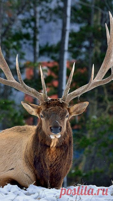 deer
