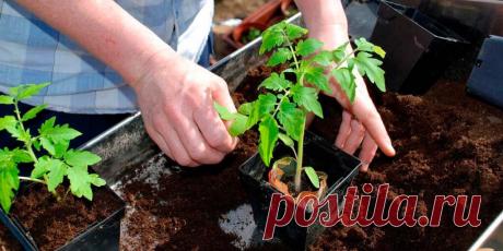 Когда сажать помидоры на рассаду - Сад и огород