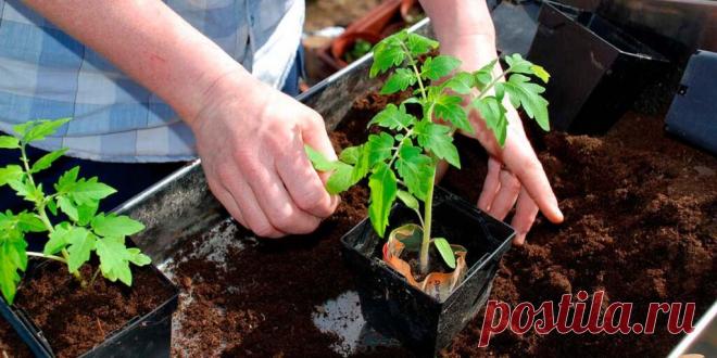 Когда сажать помидоры на рассаду - Сад и огород