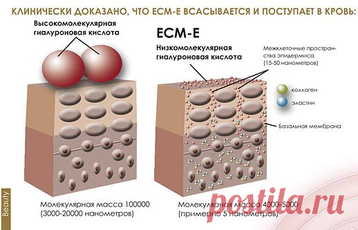 В каких продуктах содержится коллаген и эластин