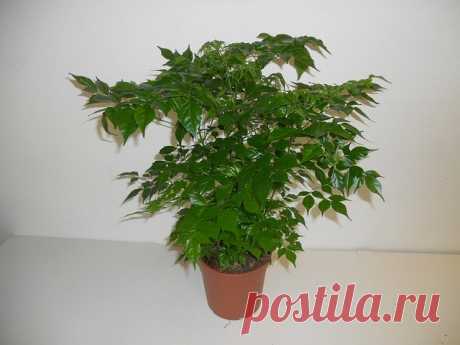 Радермахера: фото, советы и рекомендации по уходу | flori-da.ru