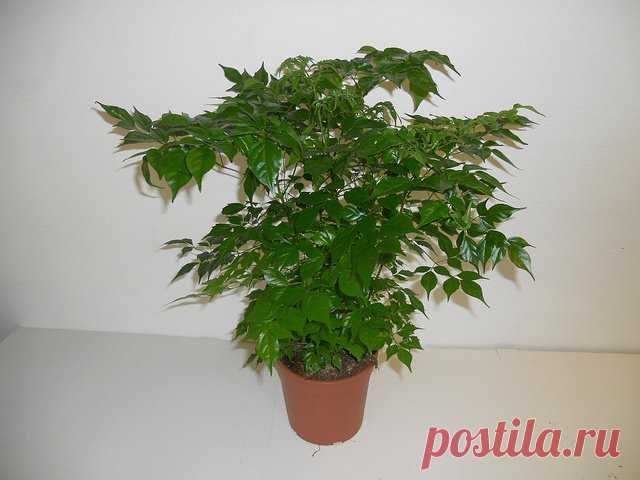 Радермахера: фото, советы и рекомендации по уходу | flori-da.ru