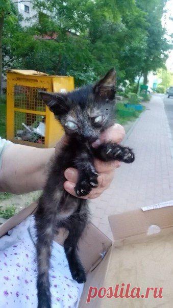 Пуговка. Путь из гадкого утенка в прекрасного лебедя!