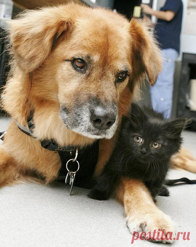 Пёс Бутс, который работает кошачьей няней