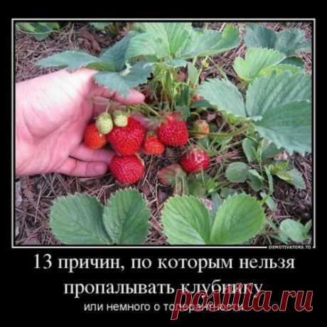 13 причин, по которым нельзя пропалывать клубнику или Апология национального самоубийства