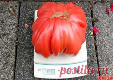 ОТКАРМЛИВАЮ СВОИ ПОМИДОРЧИКИ КАК ПОРОСЯТ Моя соседка называет их по-научному сухо - томаты. А я их называю их нежно, с любовью - помидорчики. И кормлю их тоже с любовью и заботой. Своим рецептом подкормки я хочу поделиться с вами.

Чтобы мои помидорки выросли крупными, сахарными, с особым «земляным» ароматом и отдавали урожай пораньше, я