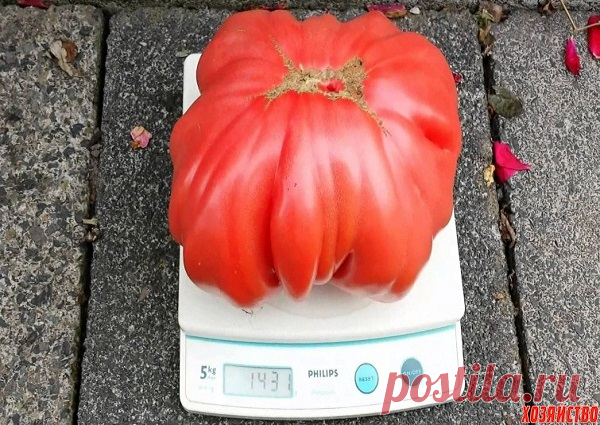 ОТКАРМЛИВАЮ СВОИ ПОМИДОРЧИКИ КАК ПОРОСЯТ Моя соседка называет их по-научному сухо - томаты. А я их называю их нежно, с любовью - помидорчики. И кормлю их тоже с любовью и заботой. Своим рецептом подкормки я хочу поделиться с вами.

Чтобы мои помидорки выросли крупными, сахарными, с особым «земляным» ароматом и отдавали урожай пораньше, я