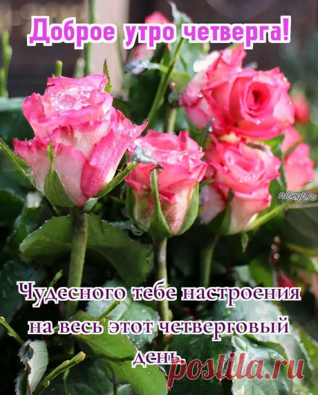 Картинки и открытки «Доброе утро четверга!» - https://rubegh.ru/otkrytki-i-kartinki-dobroe-utro-chetverga