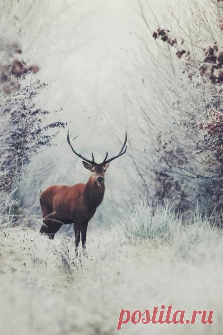 Le paysage d'hiver en 80 images magnifiques! - Archzine.fr