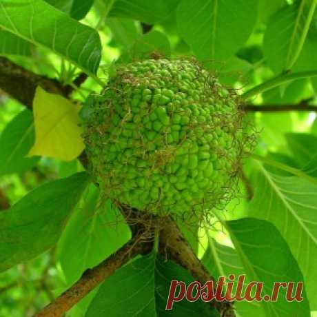 ЛОЖНЫЙ АПЕЛЬСИН ДЛЯ ДАЧИ И ЗДОРОВЬЯ