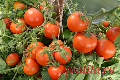 Дачные дела...) - Google+