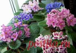 Фиалка — Мир Растений