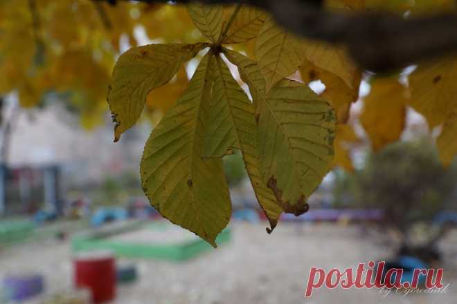 Для многих из нас осень – это одно из самых ярких и живописных времени года. Природа наполнена удивительными контрастами и самой невероятной палитрой красок. Соединение полутонов и оттенков осени способно в любом открыть художественный талант. Фотосъемка на фоне такого колоритного пейзажа может стать увлекательными приключением для любого желающего. А фотограф только поможет вам из обычной прогулки создать целый альбом сказочных моментов!
Автор: By Ogrodnik
