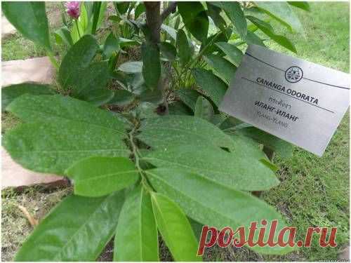 Специи и пряные травы. Иланг-иланг