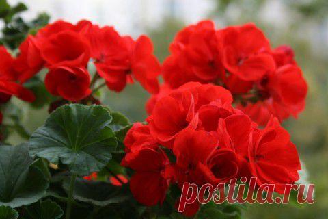 Герань-чудесница: почему она должна быть в каждом доме