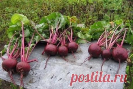 Как угодить свекле.  
Свеклу в огороде сажают и отдельной грядкой, и по картофелю (только междурядья в этом случае должны быть просторными), и по краю участков, на которых растут другие культуры, но не забывают: у этого корнеплода, как и у ребёнка, солнце, воздух и вода – лучшие друзья.  Поливают свёклу обычно в первой половине лета раз в неделю из расчёта 10 л воды на квадратный метр грядки – под корень и дождеванием. Для свеклы одинаково хорошо и то, и другое. А вот с середины июля, когда начи