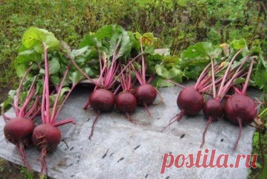 Как угодить свекле.  
Свеклу в огороде сажают и отдельной грядкой, и по картофелю (только междурядья в этом случае должны быть просторными), и по краю участков, на которых растут другие культуры, но не забывают: у этого корнеплода, как и у ребёнка, солнце, воздух и вода – лучшие друзья.  Поливают свёклу обычно в первой половине лета раз в неделю из расчёта 10 л воды на квадратный метр грядки – под корень и дождеванием. Для свеклы одинаково хорошо и то, и другое. А вот с середины июля, когда начи