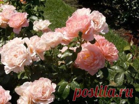 Размножение роз отводками и делением куста