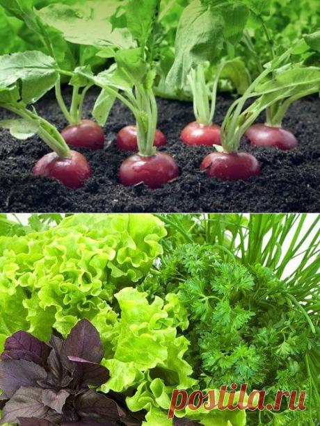 ЧТОБЫ ПОЧВА НЕ ПУСТОВАЛА. ЧТО ПОСАДИТЬ НА ОСВОБОДИВШИЕСЯ ГРЯДКИ В АВГУСТЕ?