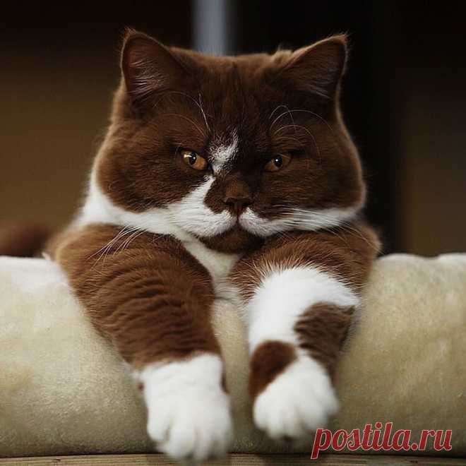 Шикарный! ... :)