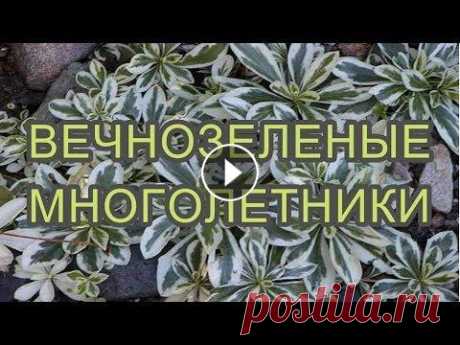 ❀ВЕЧНОЗЕЛЕНЫЕ МНОГОЛЕТНИКИ САДОВЫЕ-ДЕКОРАТИВНЫ ВЕСЬ СЕЗОН!❀ В этом видео подобраны наиболее популярные вечнозеленые многолетники для сада,которые декоративны на протяжении всего сезона. В ландшафтном дизайне цв...
