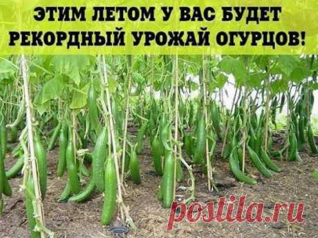 С этим советом ваш урожай огурцов будет рекордным! - Огурчики на хлебушке Простой и доступный СЕКРЕТ выращивания большого урожая ОГУРЦОВ.
 Чтобы получить богатый урожай огурцов, нужно их регулярно 
подкармливать! Хлебная закваска - лучшее удобрение. Приготовить ее очень легко! 
1. наполняю ведро на 2/3 корочками черного хлеба., заливаю водой и прижимаю чем-нибудь тяжелым, чтобы содержимое не всплывало. Ведро ставлю на неделю для брожения в теплом месте. Полученную закваску разбавляю водой (1:3)