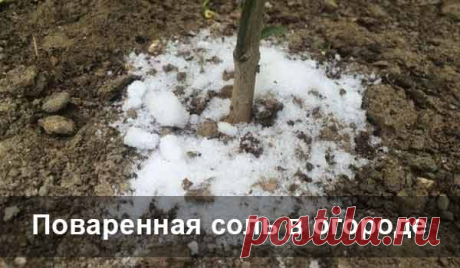 Поваренная соль в огороде Непревзойденный результат!