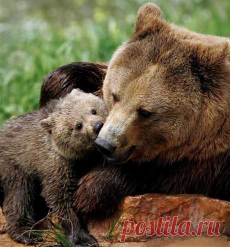 Животные.
Смотрите в полном размере.
