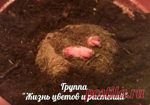 Бегония из семян и клубней.