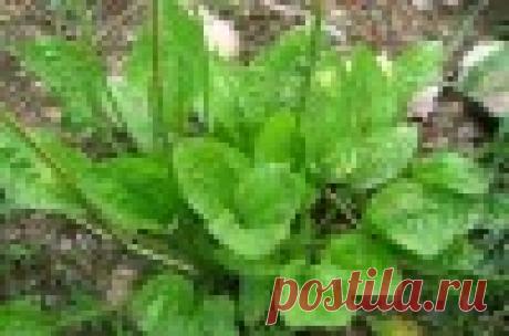 Три травы, которые лечат почти всё 
Сейчас я назову вам три травы, которые прекрасно лечат почти все острые заболевания. Есть такая область – гербология, т.е. травничество, которой официальная медицина, не занимается, поскольку это им