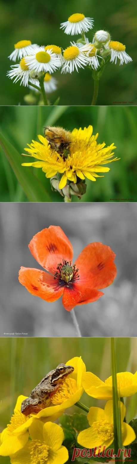 Из моей личной коллекции фотографий | Фотоискусство