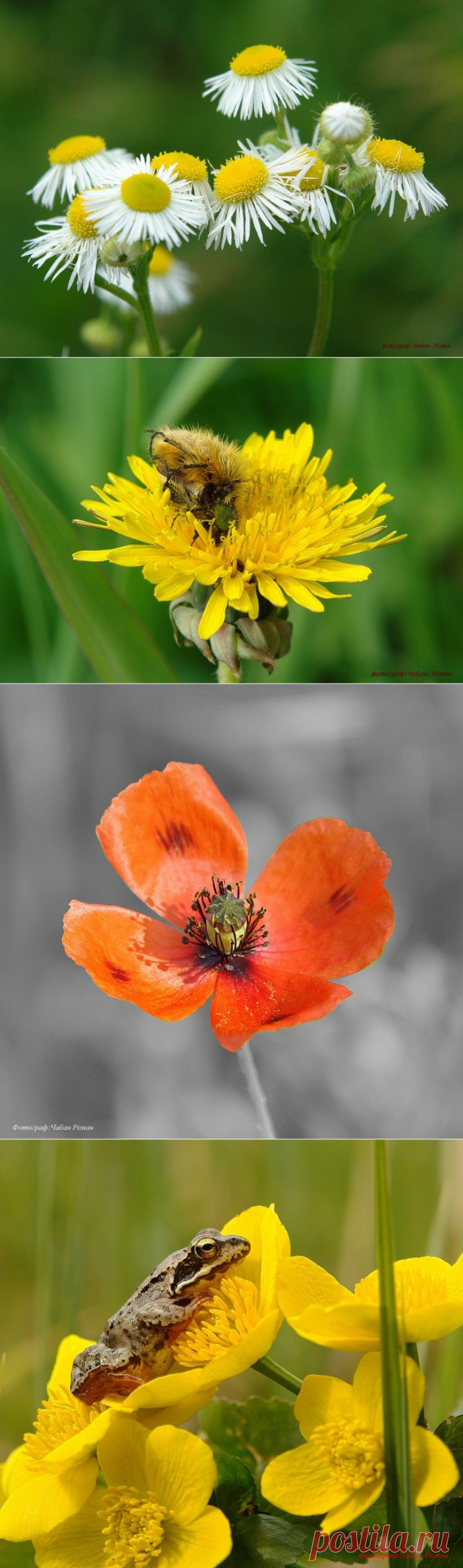 Из моей личной коллекции фотографий | Фотоискусство