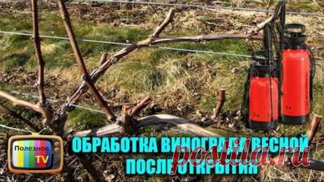 ПЕРВАЯ ОБРАБОТКА ВИНОГРАДА ВЕСНОЙ (ПОСЛЕ ОТКРЫТИЯ)