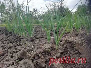 Почему лук идет в стрелку, а не в репку: проверьте, что росло на этой грядке в прошлом году. Огородники часто жалуются: вместо крупных луковиц на грядке появляются стрелки.