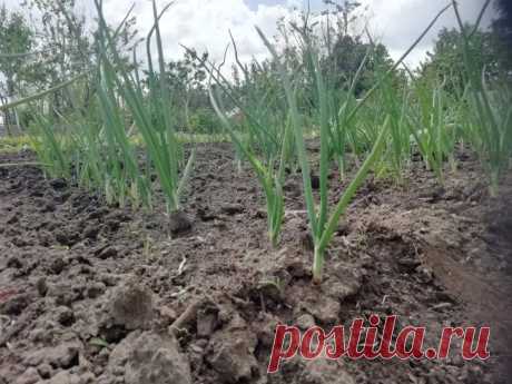 Почему лук идет в стрелку, а не в репку: проверьте, что росло на этой грядке в прошлом году. Огородники часто жалуются: вместо крупных луковиц на грядке появляются стрелки.