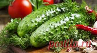 Не растут огурцы. Решаем проблему в два счета!