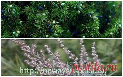 Как применять ароматы для лечения | УСПЕХ с NEWAYS