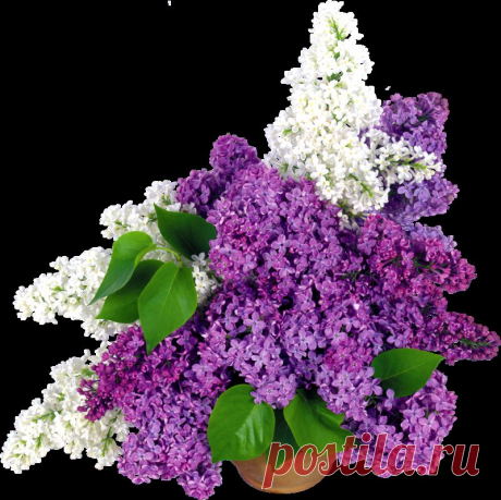 Нашепчи мне сиреневый сон ...клипарт
