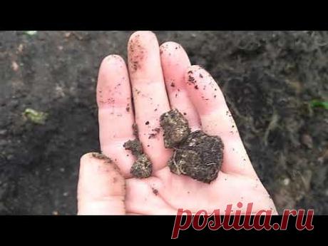 Гортензия.Сохнут листья, плохо растет,хлороз.Нашла причину . - YouTube