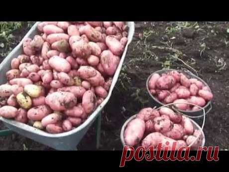 Картошка и кукуруза https://vermitechnologii.ru/ 23.08.12..