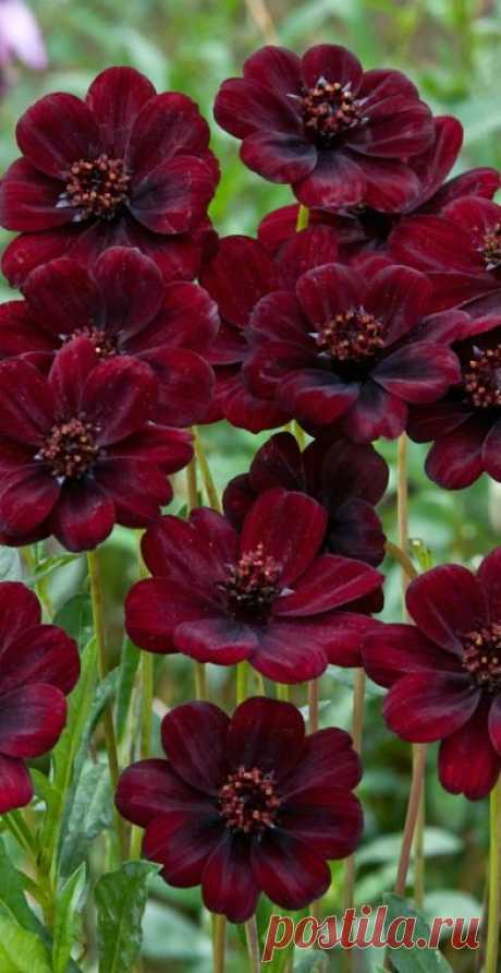 Найдено на сайте prettyflowers.me.