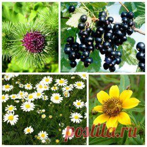 Лечение атопического дерматита травами | Зеленая аптека