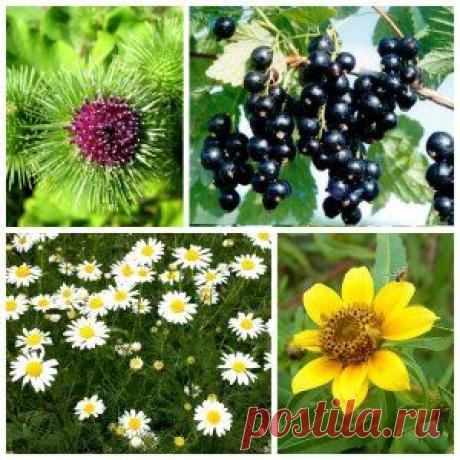 Лечение атопического дерматита травами | Зеленая аптека