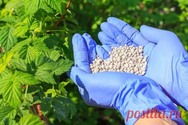 Подкормка для плодово-ягодных деревьев и кустарников: советы, рекомендации, маленькие хитрости
Добрый день, мой читатель. Плодово-ягодные деревья и кустарники, как и все многолетние растения, сильно истощают почву. Поэтому для правильного развития фруктовых культур грунт ежегодно удобряют питательными веществами. Минеральные и органические подкормки, проведенные весной, защищают растения от...
Читай пост далее на сайте. Жми ⏫ссылку выше