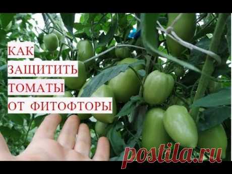 ФИТОФТОРЫ НИКОГДА НЕ БУДЕТ, ЕСЛИ СДЕЛАТЬ ЭТО! ФИТОФТОРА НА ТОМАТАХ.
